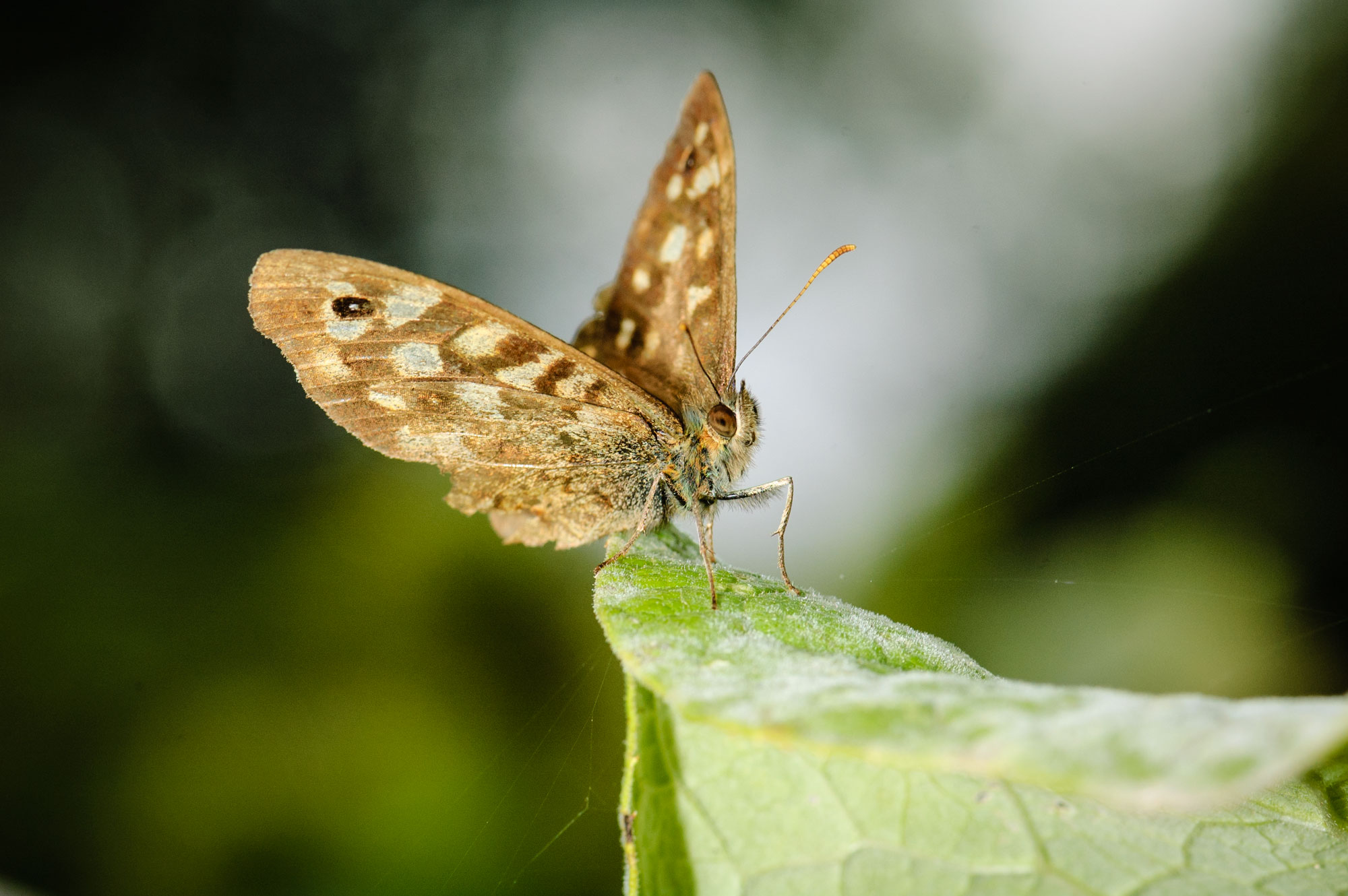 Speckled Wood