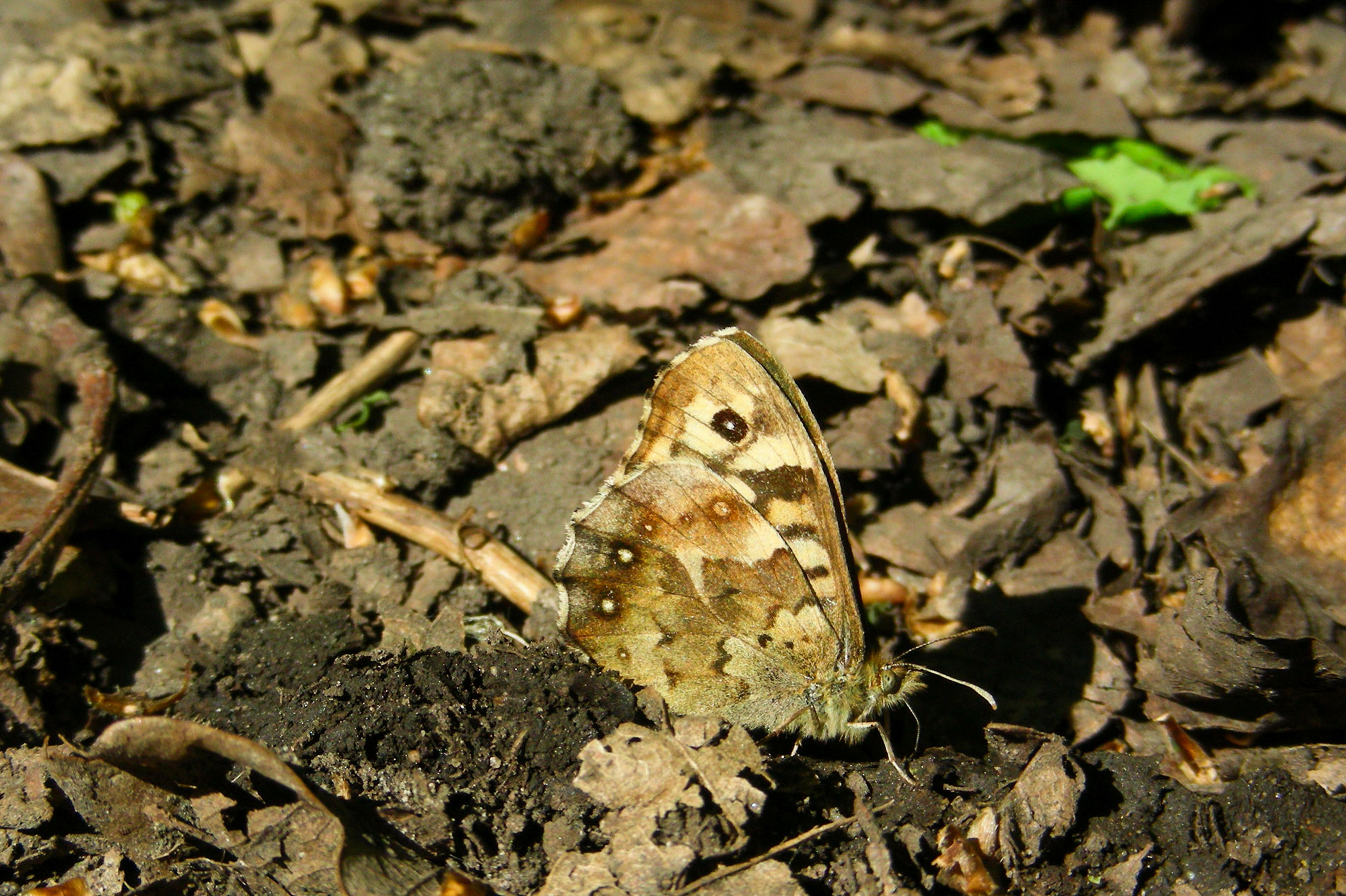 Speckled Wood