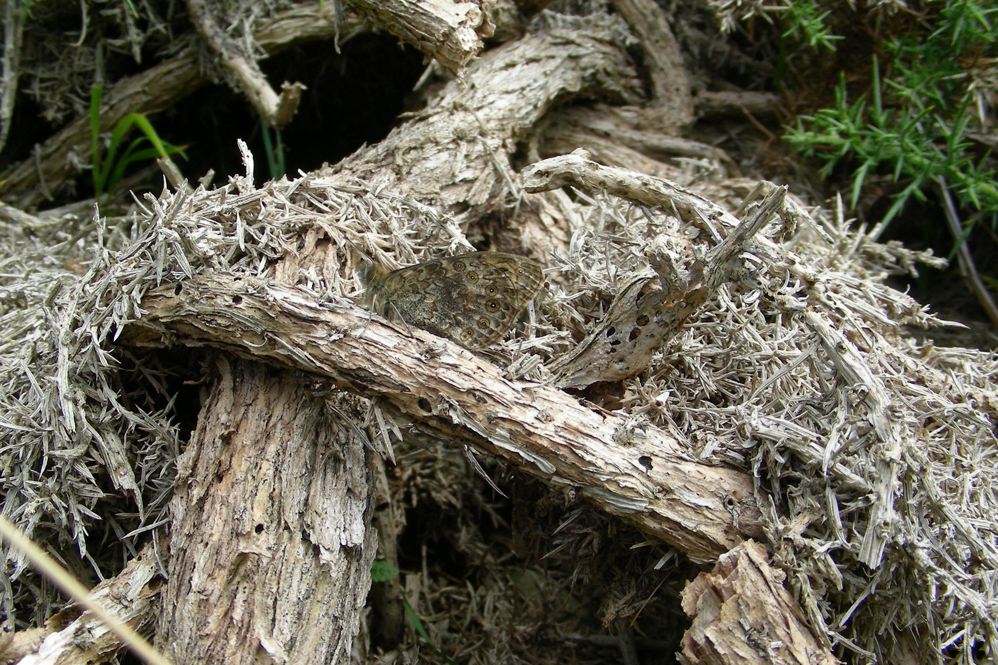 Wall