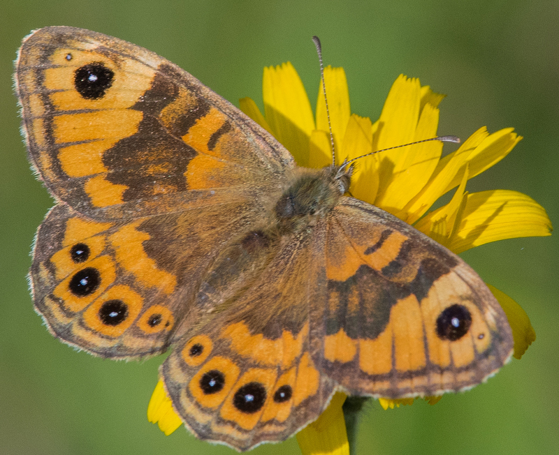 Wall Brown