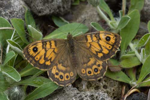 image of Wall butterfly