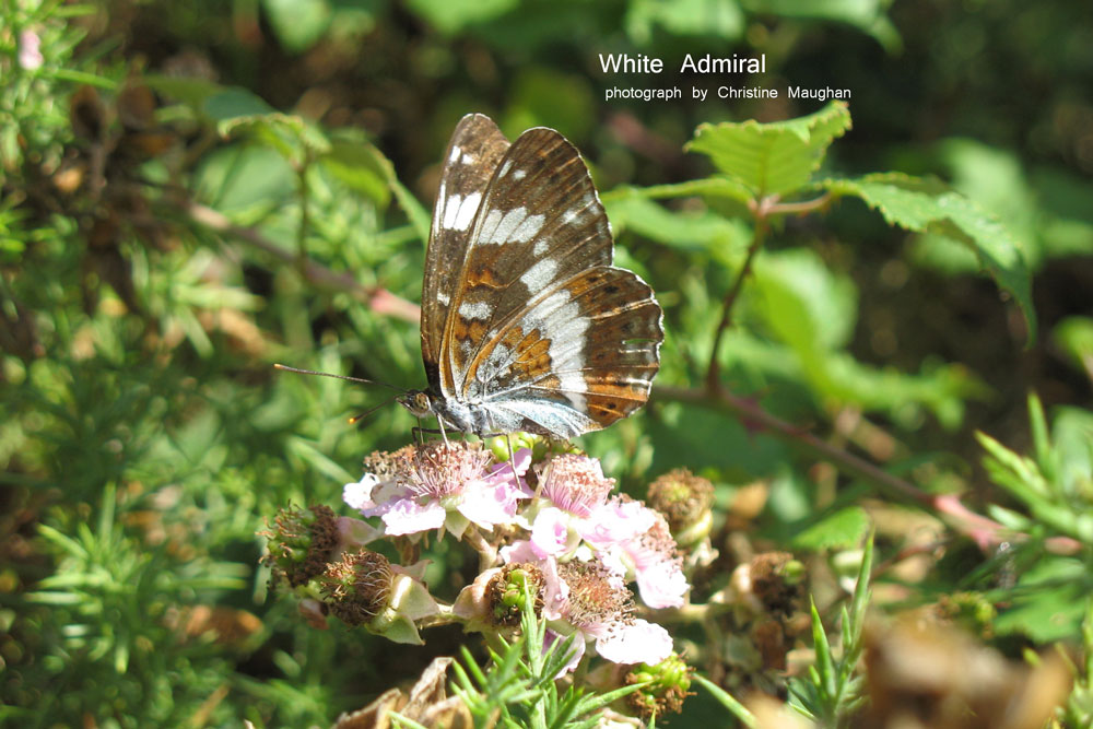White Admiral