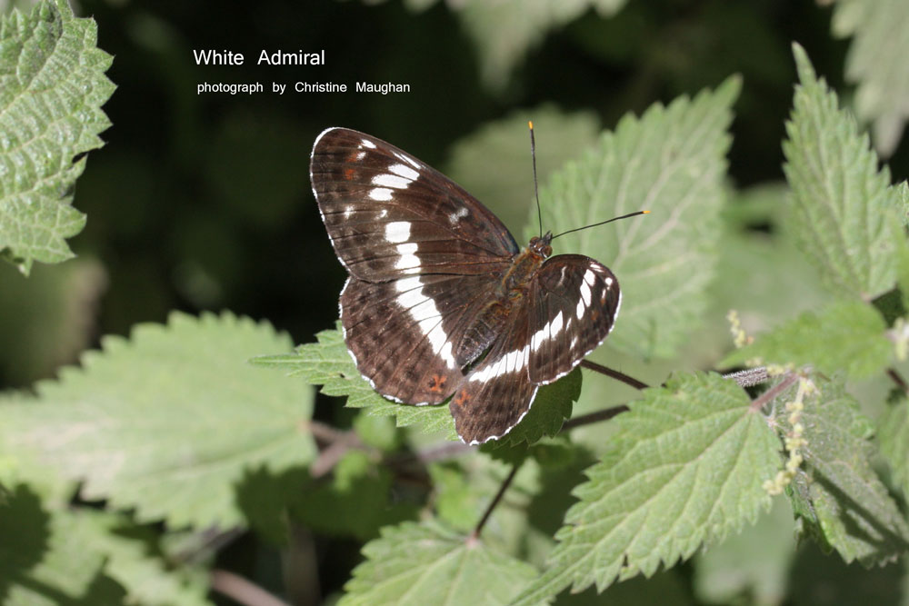White Admiral