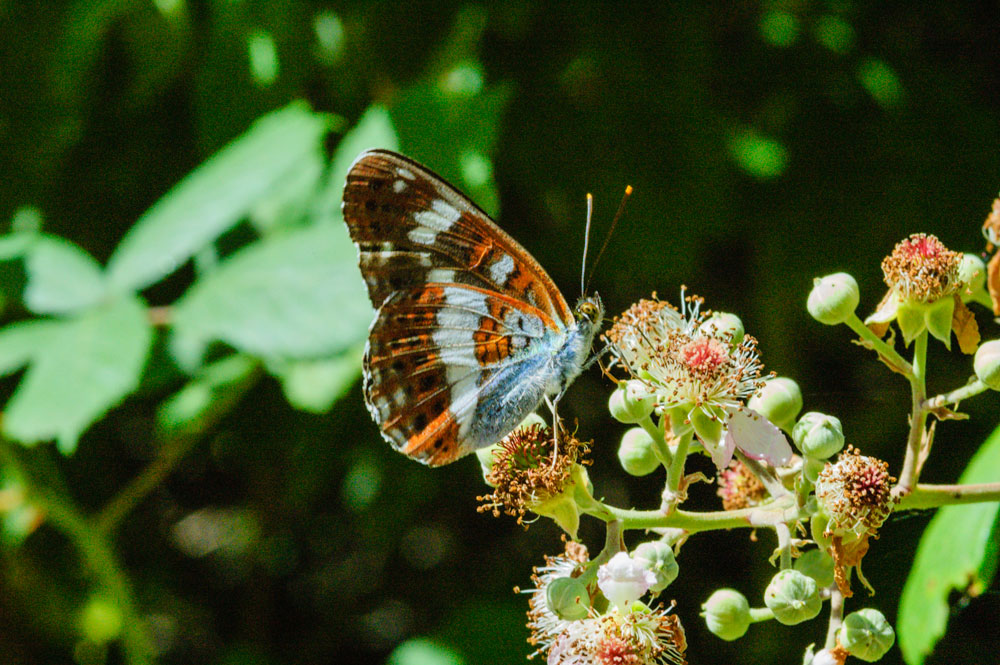 White Admiral