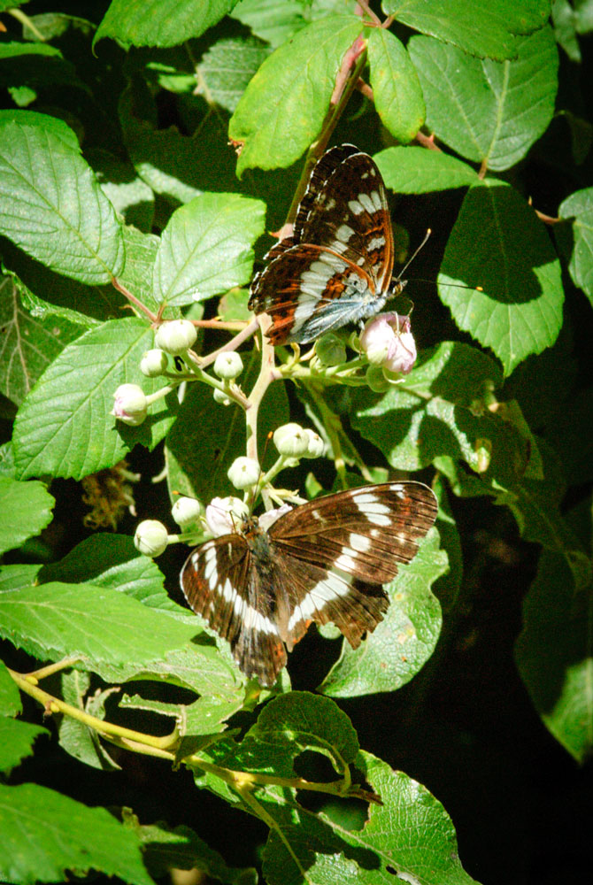 White Admiral
