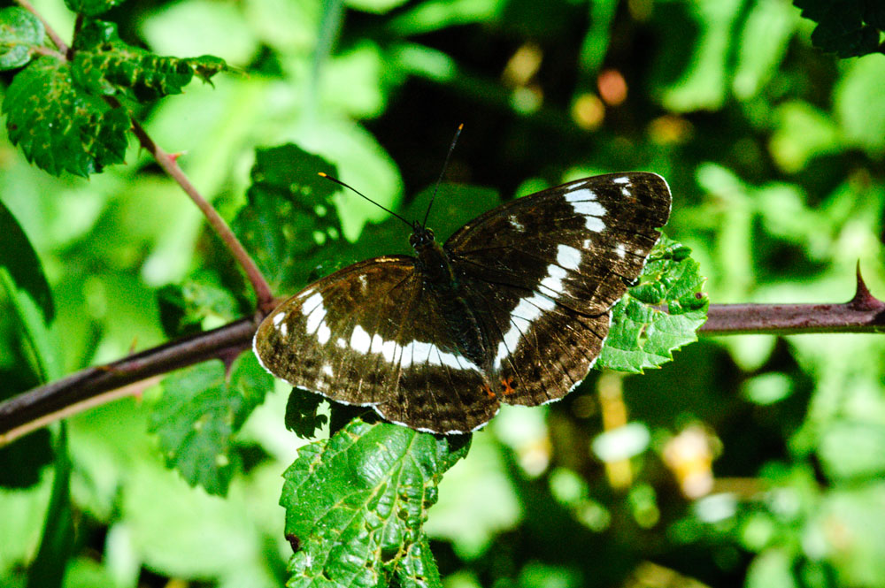 White Admiral