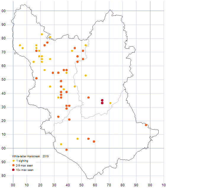 White-letter Hairstreak distribution map 2019