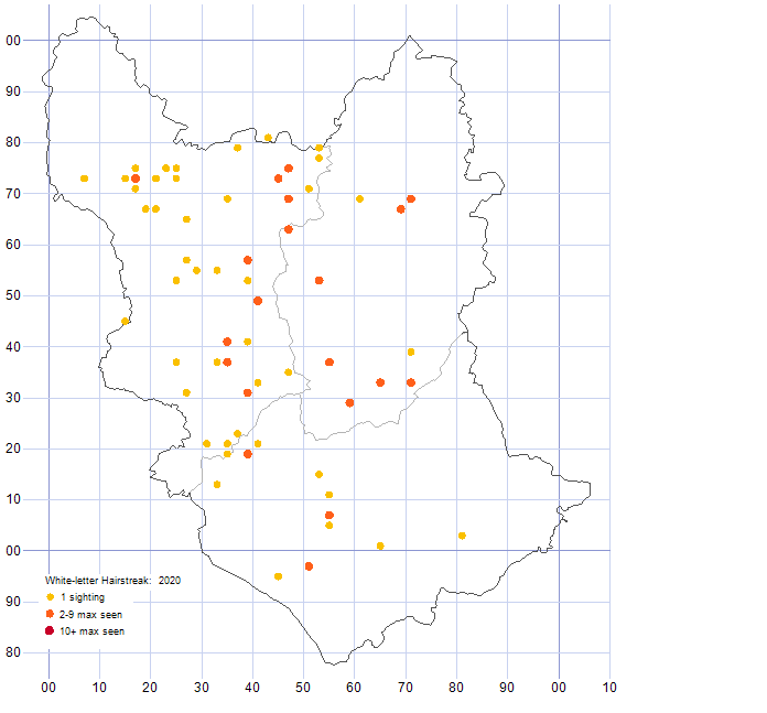 White-letter Hairstreak distribution map 2020