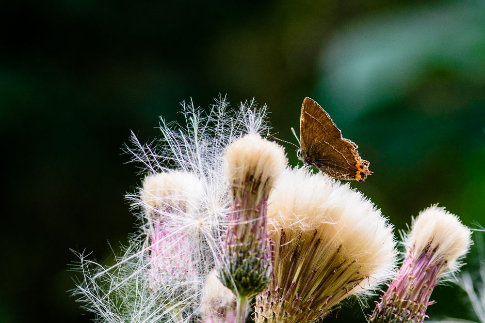 Large White