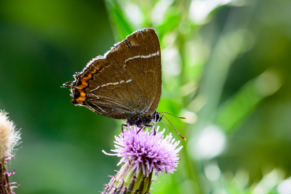 White-letter Hairstreak