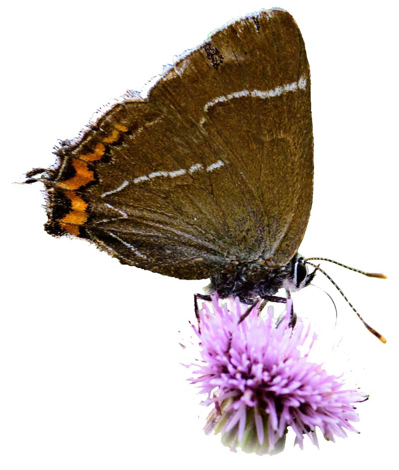 White-letter Hairstreak